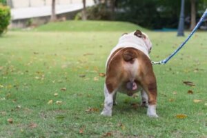 Köpekler için Kimyasal Kastrasyon: Nedir?