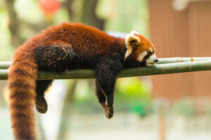 aşağı sarkarak uyuyan kızıl panda