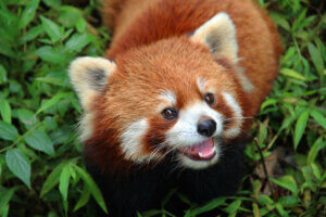 küçük panda