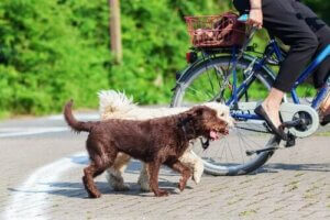 Köpeğinizle Bisiklet Sürerken Bu İpuçlarını Kullanın