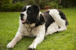 Köpeklerde Filaryaz: Kalp Kurdu Olarak da Bilinir