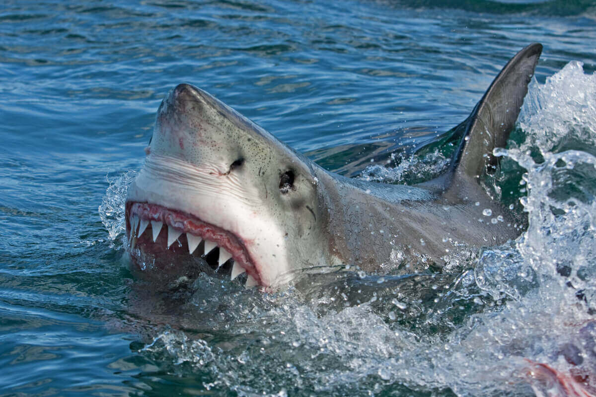 dişlerini gösteren köpek balığı