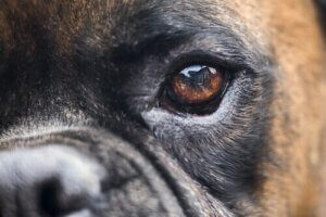 Köpeklerde Körlük Tedavileri: Alternatifler