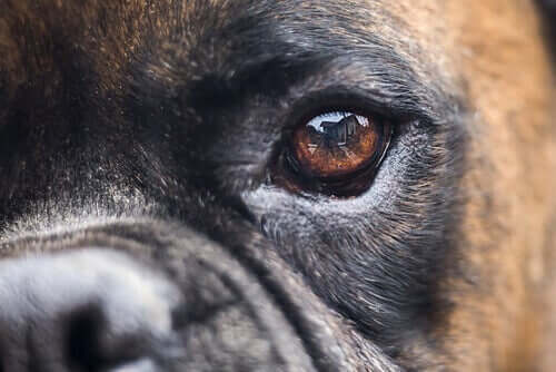 Köpeklerde Körlük Tedavileri: Alternatifler