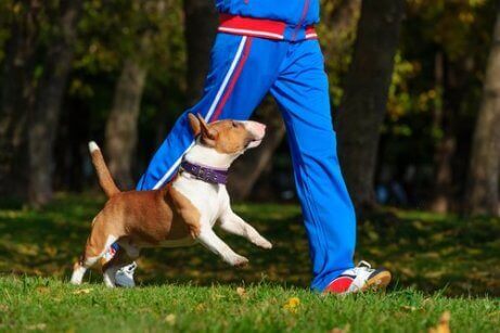 egzersiz yapan köpek
