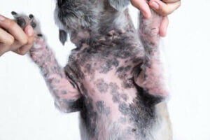 Köpeklerde Atopik Dermatit Tedavisi