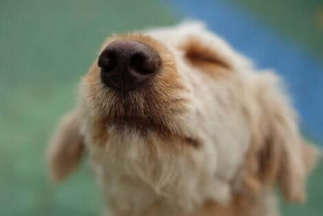 köpeklerde kuru burun