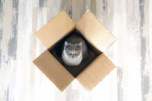 kutunun içinde oturan kedi