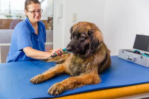 lazer tedavisi gören köpek ve Evcil Hayvanlarda Lazer Terapi