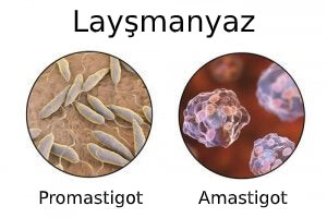böcek ısırıkları parazitleri