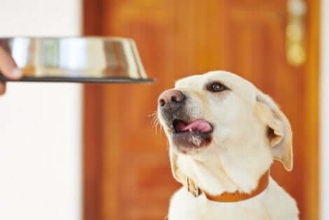 mama bekleyen köpek