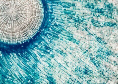 mavi denizanası porpita porpita