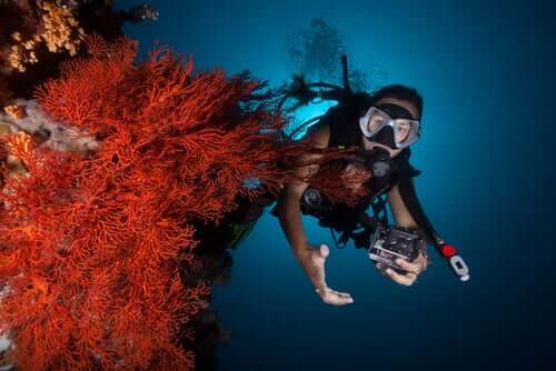 mercan resifinin yanında bir dalgıç