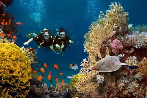 mercan resiflerinde yüzen bir çift dalgıç