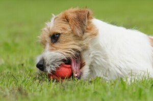 Köpeklerde Obsesif Kompulsif Bozukluk