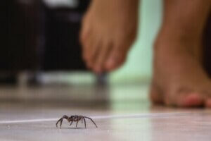 Örümceklerin zehri ve ölümcüllük oranı