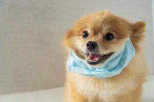 Parazit ve Konak Arasındaki Savaş