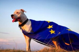 AB bayrağı giyen bir köpek
