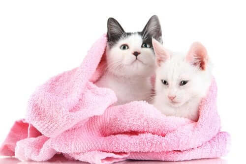 pembe havluya sarılı kediler