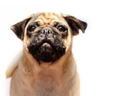 deri problemi olan pug