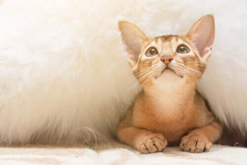 yukarı bakan sarı kedi ve kediler ve anksiyete