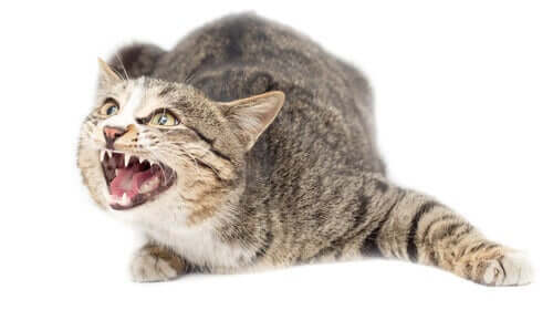 Kediler Ve Anksiyete: Kediler Anksiyete Yaşar Mı?