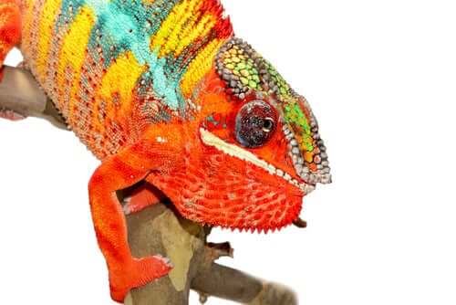 turuncu bukalemun dalda duruyor ve bukalemunlar neden renk değiştirir