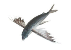 çift kanatlı uçan balık