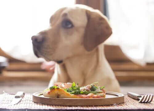 Vegan Diyeti Köpekler İçin Sağlıklı mı?
