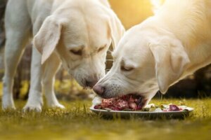 Beraber yemek yiyen köpekler