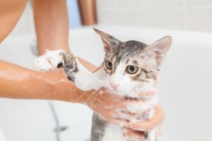 Kedinizi Nasıl Yıkayacağınızla İlgili İpuçları