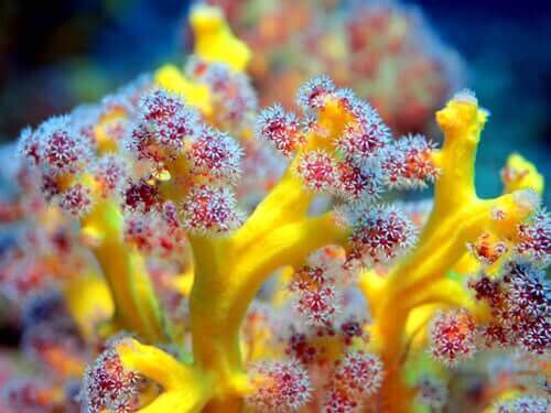 Doğa Harikaları: Yumuşak Mercanlar Nedir?