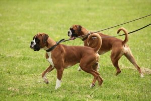 Beraber yürüyen iki köpek