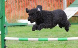 Yarışta zıplayan bir köpek
