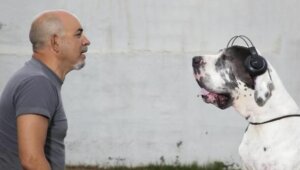 İspanya’nın İlk Köpek Konserini Keşfedin