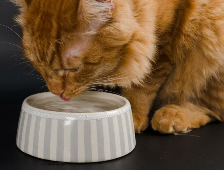 Kediler Neden Çok Fazla Su İçmezler?