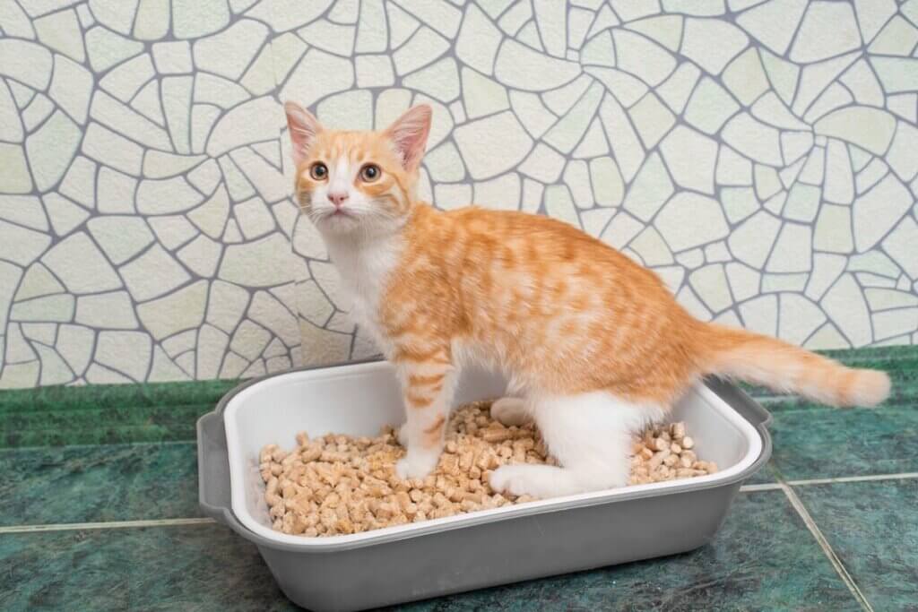 kumunun üzerinde duran sarı kedi