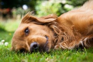 Köpeklerde Ehlers Danlos Sendromu