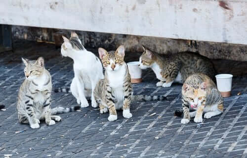 El Hamra'da bir grup kedi