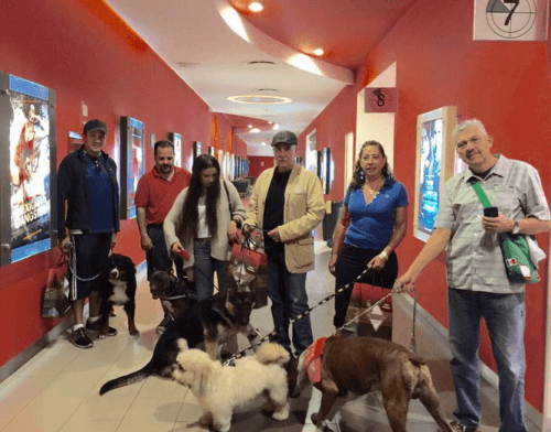 köpeklere özel konserler