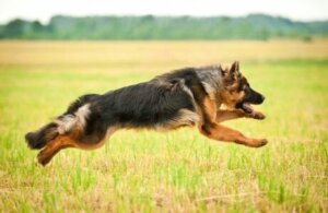 Alman çoban kurt köpeği koşuyor.