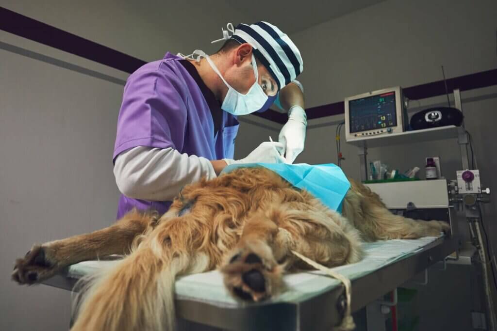 Köpeklerde Lösemi Nedenleri ve Belirtileri My Animals