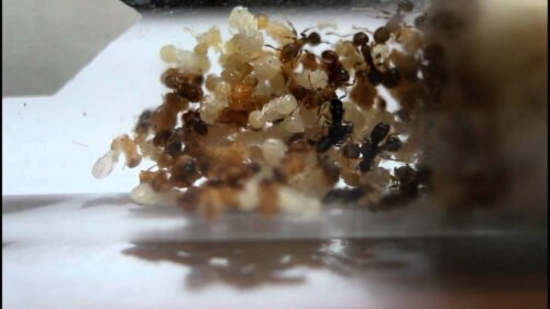 Bir Anergates Atratulus karıncası kolonisi.