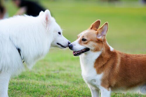 köpeklerde koklama: arkadaş iki köpek