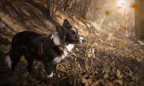 Dünyada Üzerindeki En Atletik 10 Köpek Cinsi