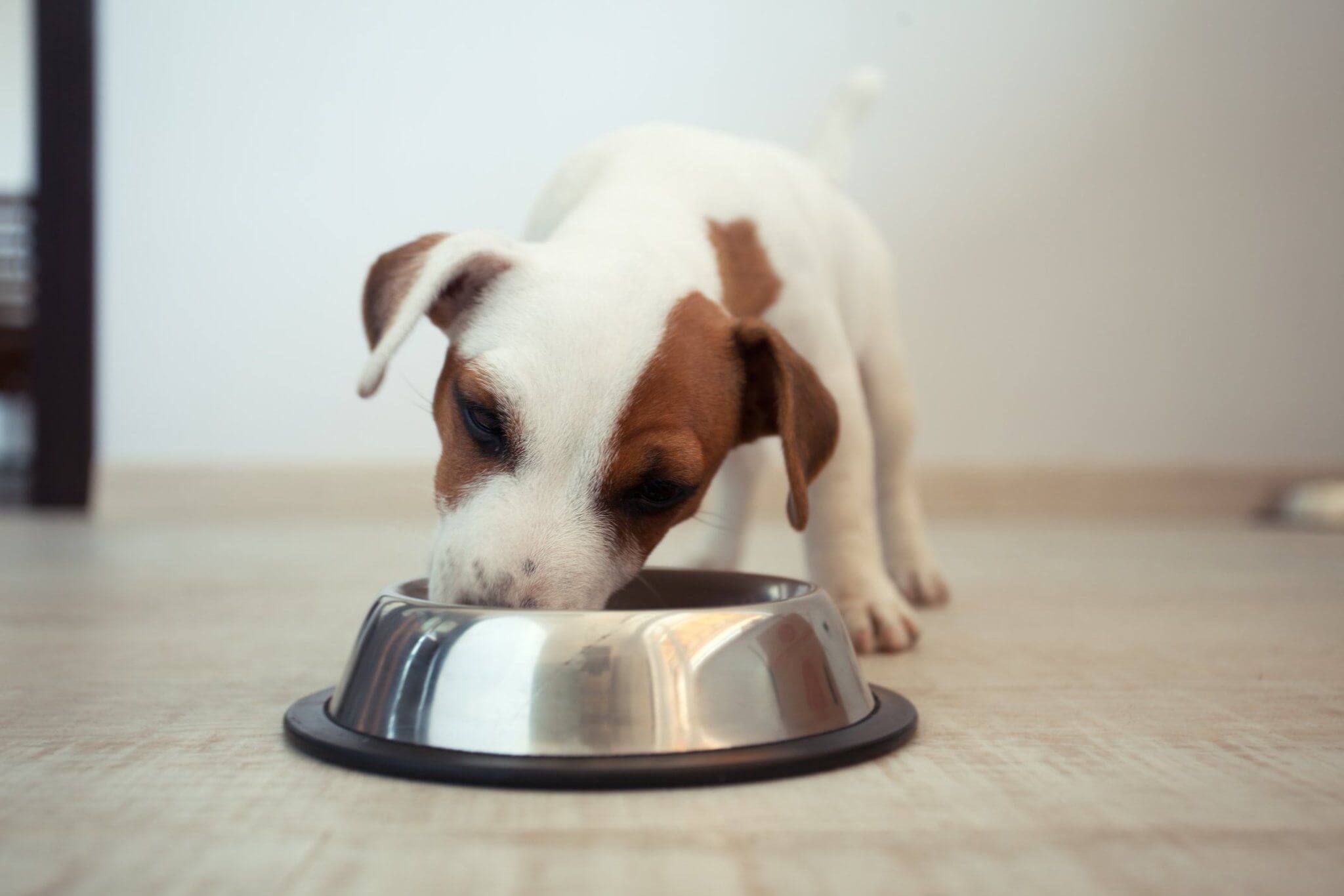 Köpekler Gerçekten Vejetaryen Olabilir mi?