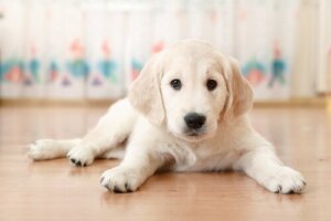 Beyaz bir köpek yavrusu