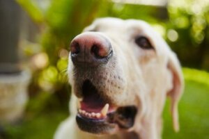 Köpeğin bıyıklarını kesmek ona zarar verir.