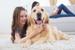 Bir köpekle beraber yaşamak