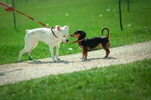 Köpeklerde Koklama: Köpekler Birbirilerini Neden Koklar?